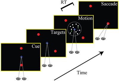 Perceptual Decisions in the Presence of Relevant and Irrelevant Sensory Evidence